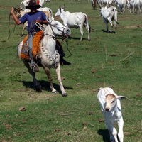 Pantanal