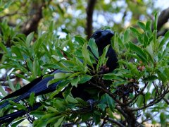 Corbeau dans le jardin du palais impérial