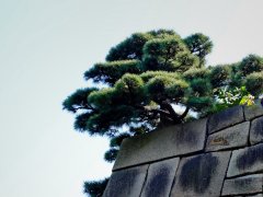 Tokyo - palais impérial